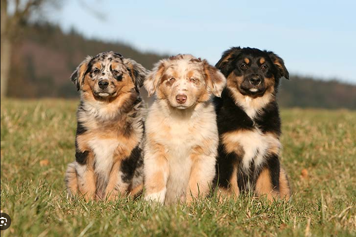 Dog Poop Pickup in oakland county Michigan