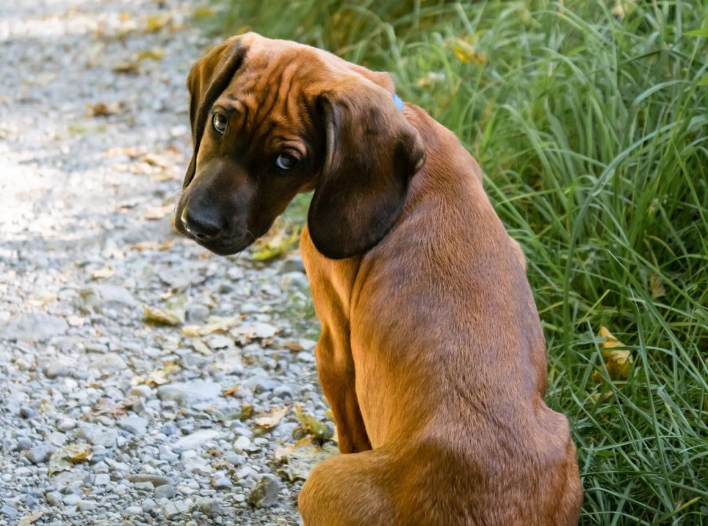 Dog Poop Pickup in oakland county Michigan