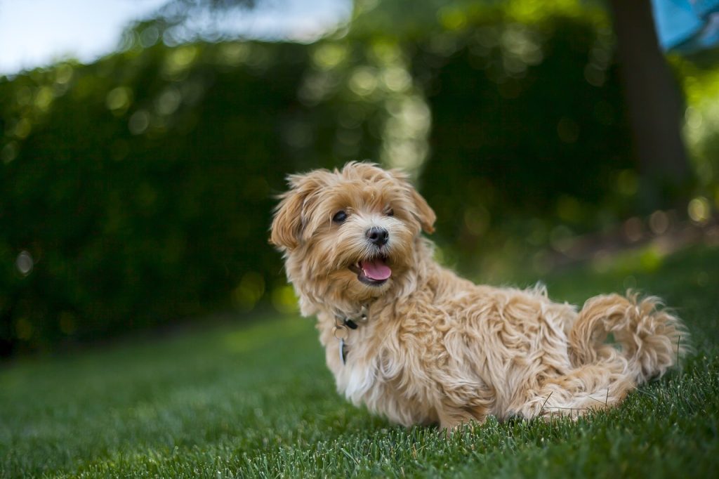 Dog Poop Pickup in oakland county Michigan