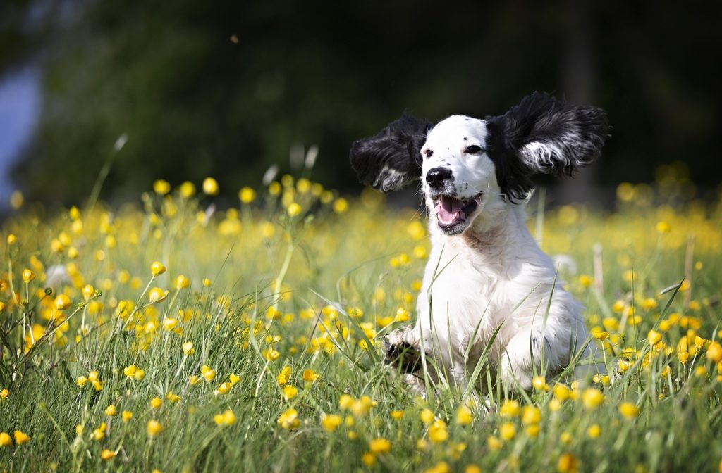 Dog Poop Pickup in oakland county Michigan